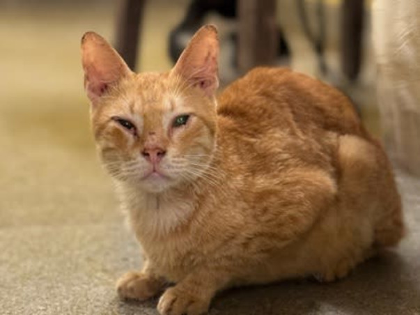 Aditi needs your help to feed & medicate 400 Rescued Dogs & Cats!