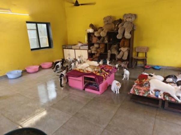 Aditi needs your help to feed & medicate 400 Rescued Dogs & Cats!