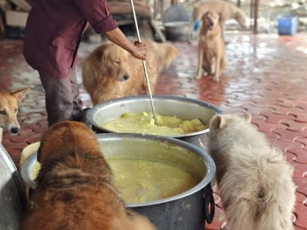 Aditi needs your help to feed & medicate 400 Rescued Dogs & Cats!