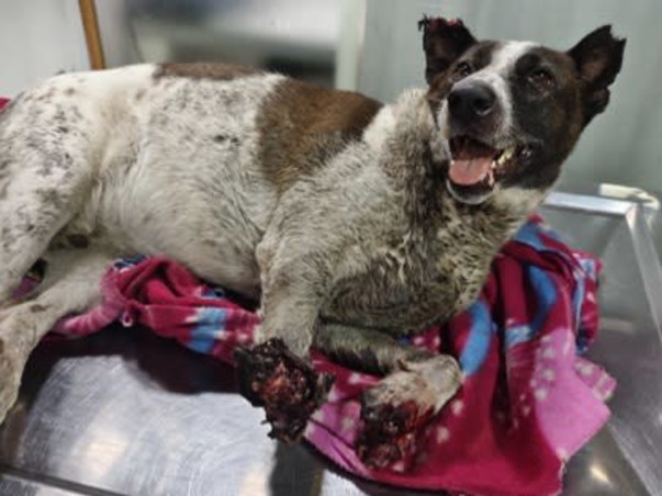 Aditi needs your help to feed & medicate 400 Rescued Dogs & Cats!