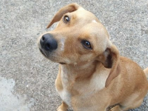 Street dog helping and feeling