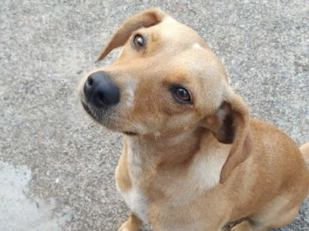 Street dog helping and feeling