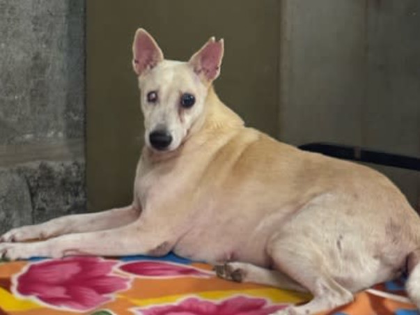 Aditi needs your help to feed & medicate 400 Rescued Dogs & Cats!