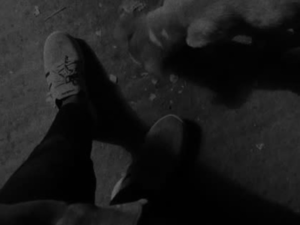 Street dog helping and feeling