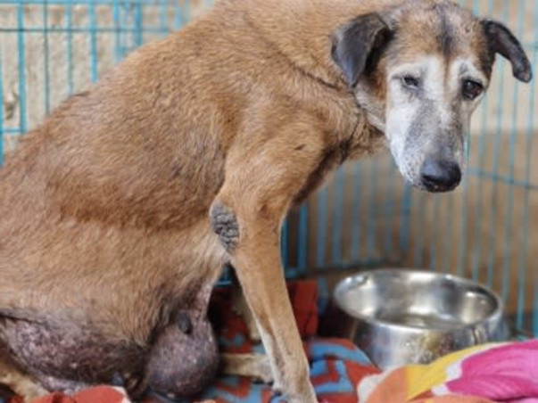 Aditi needs your help to feed & medicate 400 Rescued Dogs & Cats!