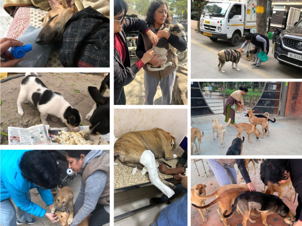 Help Stray Animals Survive
