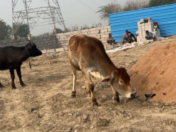 Help us create a shelter for stray animals!