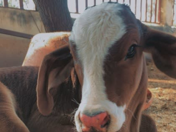 Help cows to fight with broken bones, starving & polythene in stomach