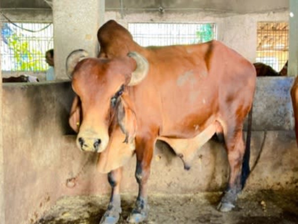 Help cows to fight with broken bones, starving & polythene in stomach