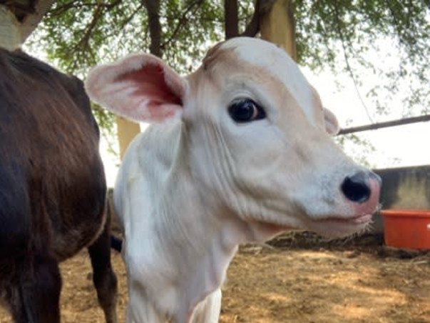 Help cows to fight with broken bones, starving & polythene in stomach