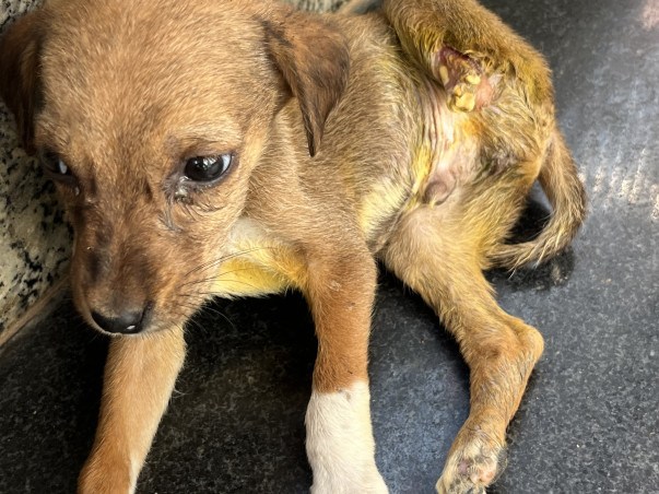 Help us to save more and more animals