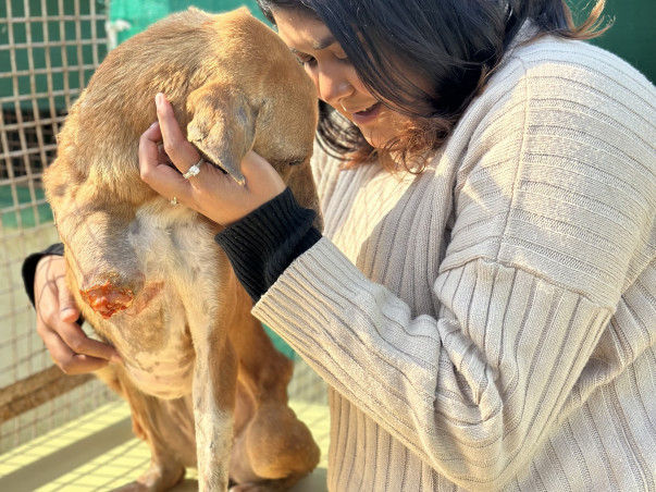 HELP US BUILD A HOME FOR DISTRESSED ANIMALS