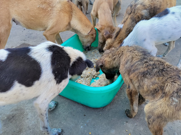 Feed/Rescue stray animals 🐾