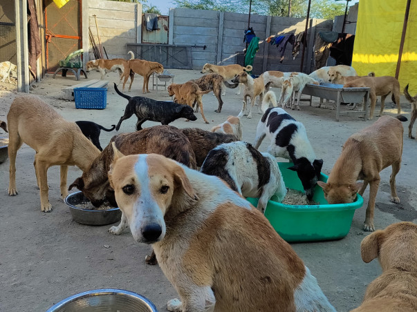 Feed/Rescue stray animals 🐾