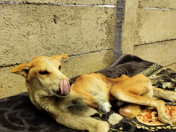 Feed/Rescue stray animals 🐾