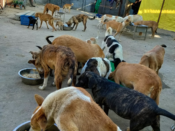 Feed/Rescue stray animals 🐾