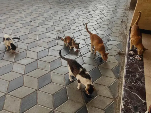 Help Us Feed & Provide treatment for Stray Cats & Dogs