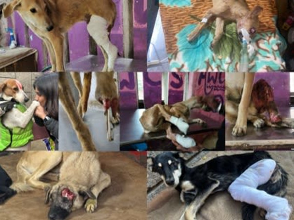 Support AWCS in Building Modern Animal Hospital for Stray Animals