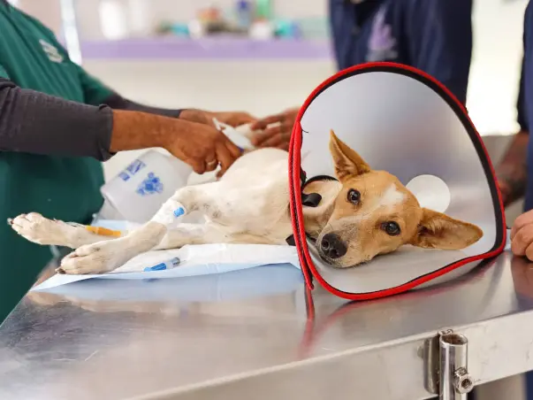 Help Jibbu Walk Again