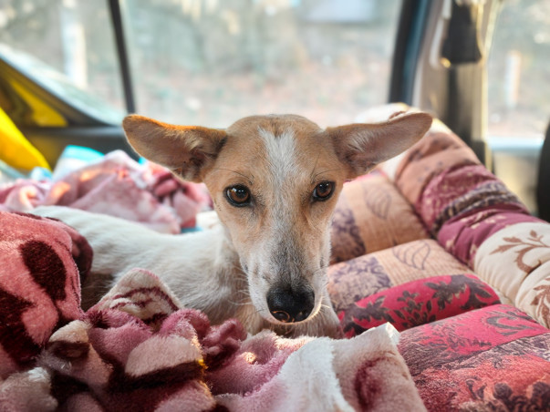 Help Jibbu Walk Again