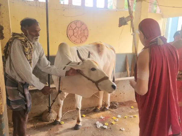 Rescue, Shelter, Protect & Honour - Save Our Sacred Mother Cows