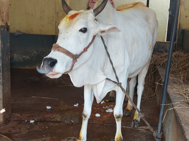 Rescue, Shelter, Protect & Honour - Save Our Sacred Mother Cows