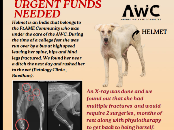 FLAME University Animals fundraiser