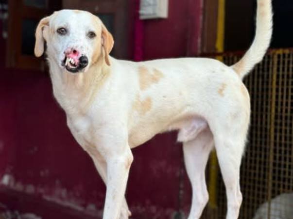 440+ animals at Empathy Unlimited Rehab & Sanctuary need you now!