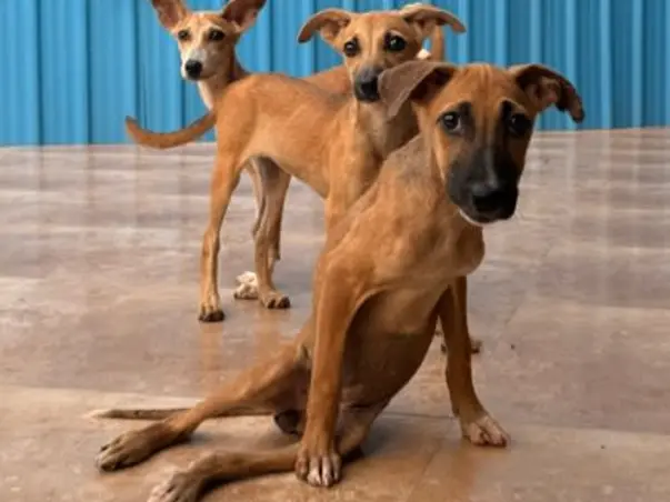 440+ animals at Empathy Unlimited Rehab & Sanctuary need you now!