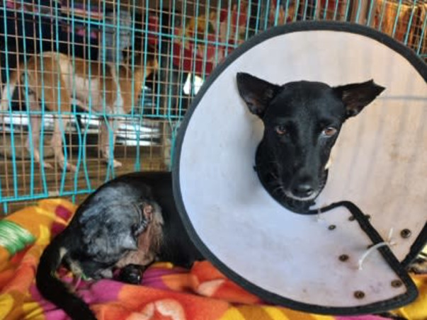 440+ animals at Empathy Unlimited Rehab & Sanctuary need you now!