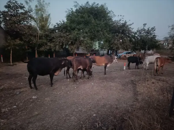 🐄 गौवंशों को आपकी मदद की आवश्यकता है!आश्रय,गायों,मवेशियों लिए भोजन