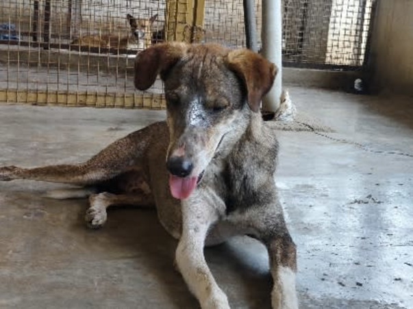 Home For Handicapped Senior Animals need help for food and maintenance