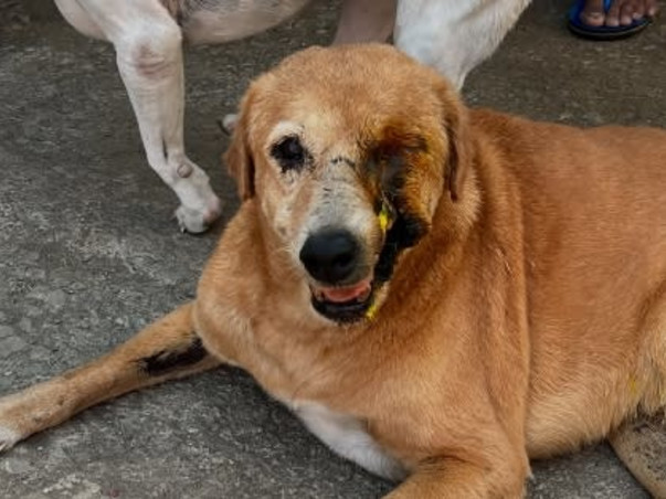 Home For Handicapped Senior Animals need help for food and maintenance