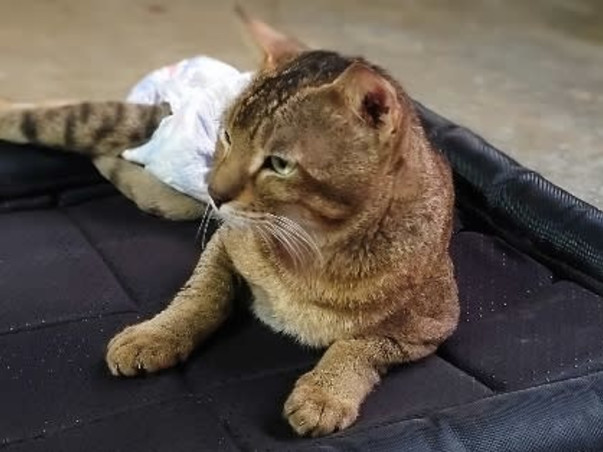 Home For Handicapped Senior Animals need help for food and maintenance