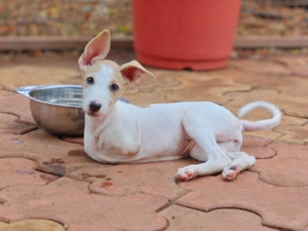 440+ animals at Empathy Unlimited Rehab & Sanctuary need you now!