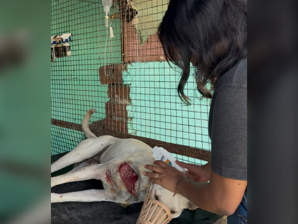 HELP US BUILD A HOME FOR DISTRESSED ANIMALS