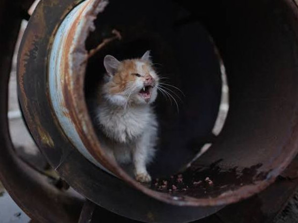 Help Us Feed, Rescue & Shelter Stray Animals