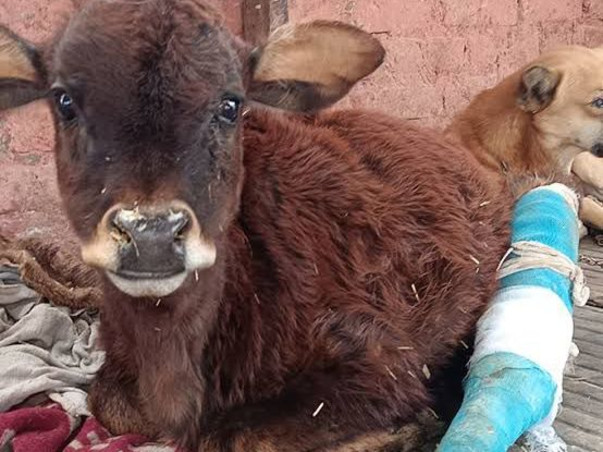 Help Us Feed, Rescue & Shelter Stray Animals