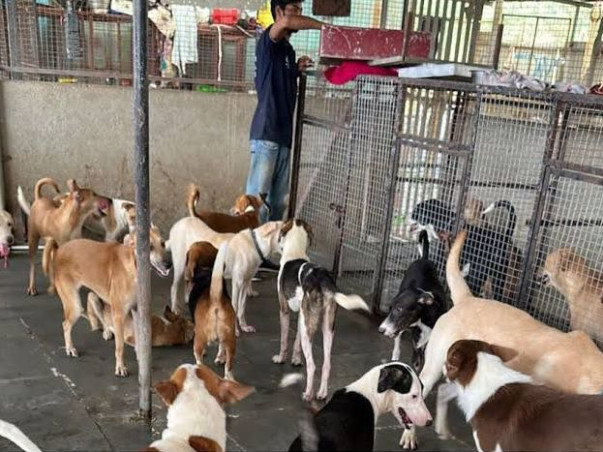 Help Us Feed, Rescue & Shelter Stray Animals