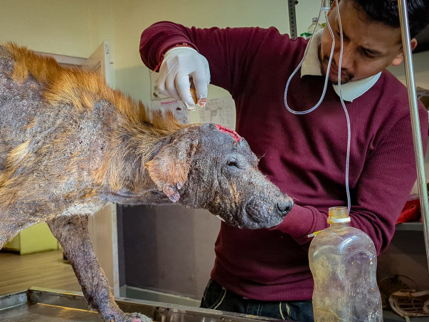 Help Us Raise ₹8 Lakh for Animal Medicines in Manali