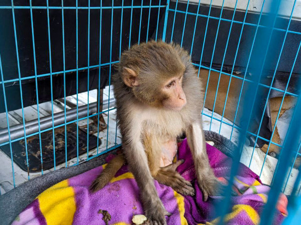 Help Us Raise ₹8 Lakh for Animal Medicines in Manali