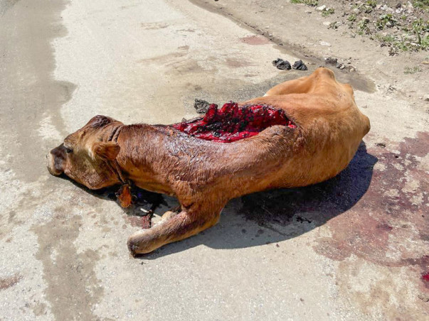 Help Us Raise ₹8 Lakh for Animal Medicines in Manali