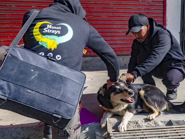 Help Us Raise ₹8 Lakh for Animal Medicines in Manali