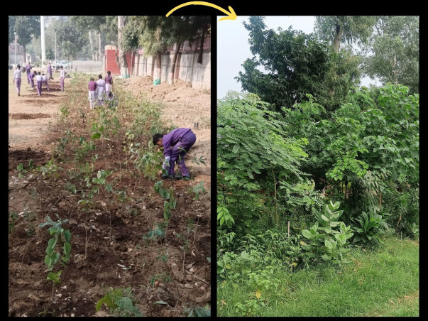 Help us Clean Delhi NCRs Air - Plant 100 Miyawaki Forests With Us!