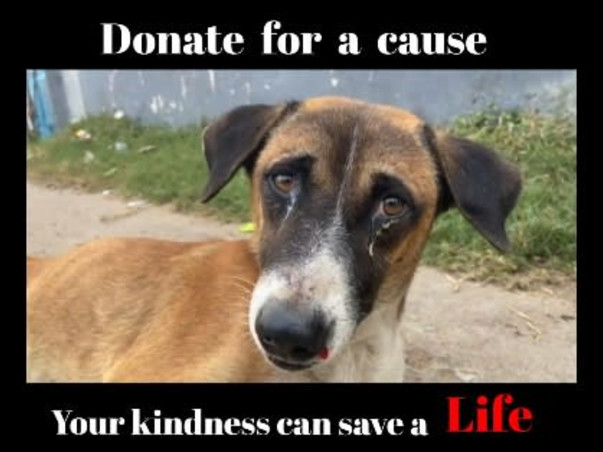 Support disabled & orphaned stray animals to survive.