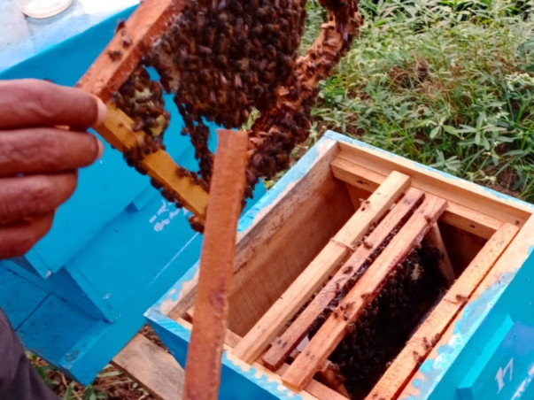 Help 50 Rural Families Build a Future Through Beekeeping
