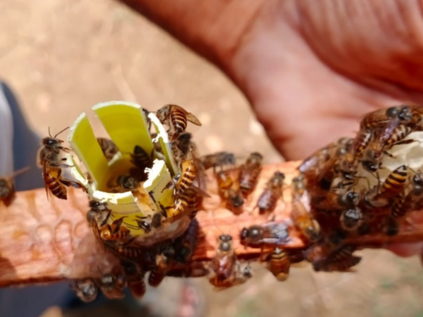 Help 50 Rural Families Build a Future Through Beekeeping