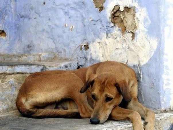 Stray to Safe