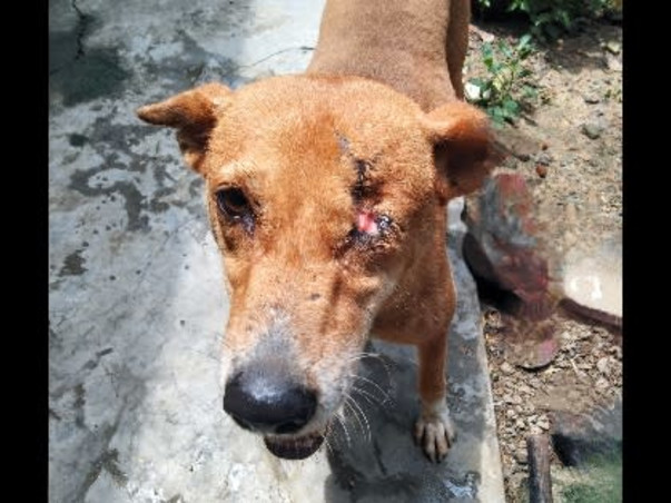 Support disabled & orphaned stray animals to survive.