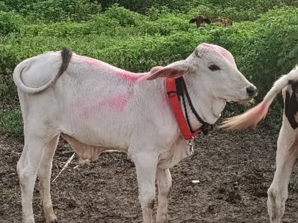 गौशाला मदत Gaushala Help, A home for Stray Cow & Cattle,Nourish foods